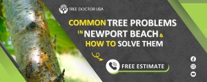 Tree Problem in Newport