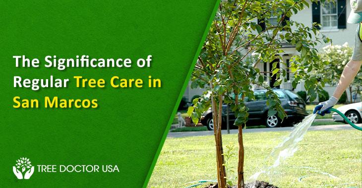 Tree Care in San Marcos