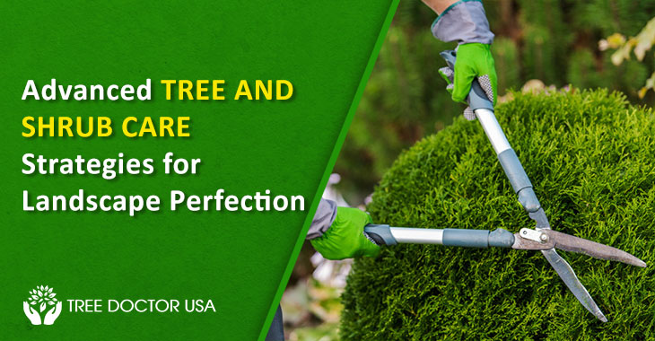 Tree and Shrub Care