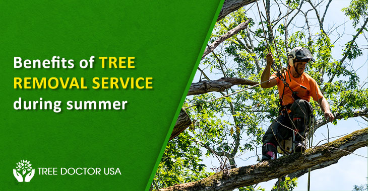 Newport Beach Tree Removal