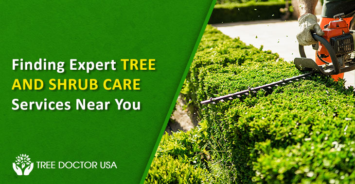 tree and shrub care near me