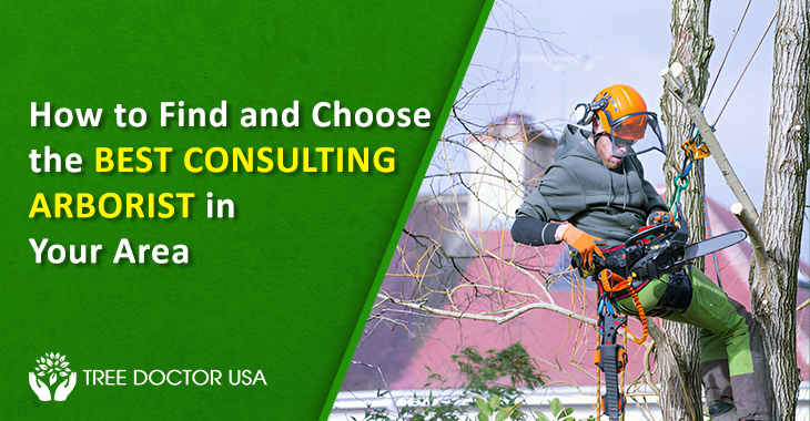 Consulting Arborist
