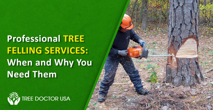 tree felling services