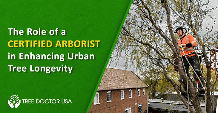 certified arborist san diego