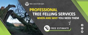 tree felling services