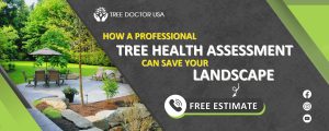 Tree Care San Diego