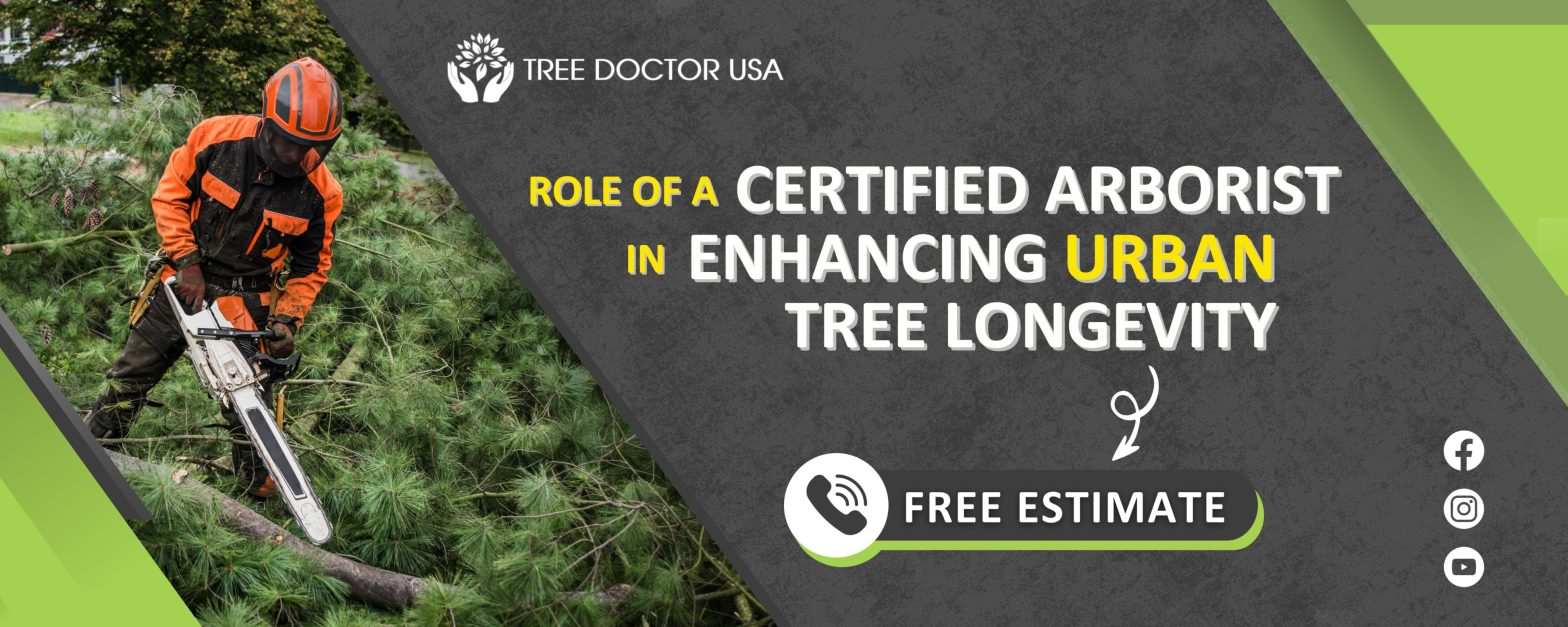 The Role of a Certified Arborist in Enhancing Urban Tree Longevity