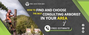 Consulting Arborist Near Me
