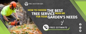 Tree Service San Diego