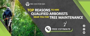 arborists near me