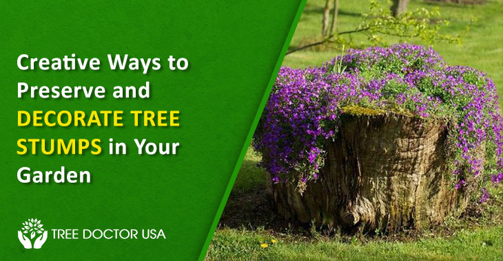 how to preserve a stump
