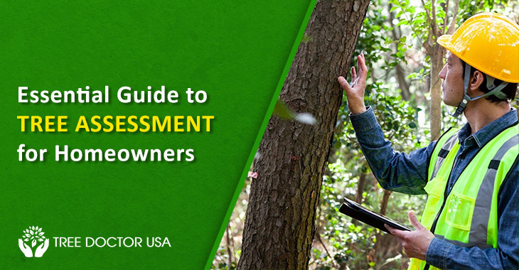 Tree Assessment