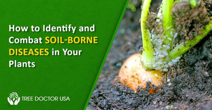 Soil-borne diseases