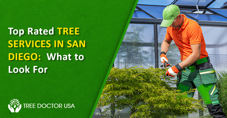tree service San Diego CA