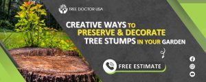 preserving a stump