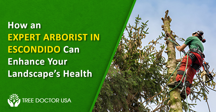 arborist in Escondido