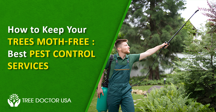 Moth Pest Control Service