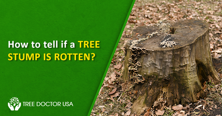 Preserve A Tree Stump