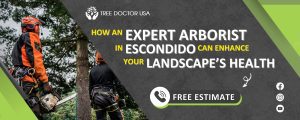 Arborist in Escondido
