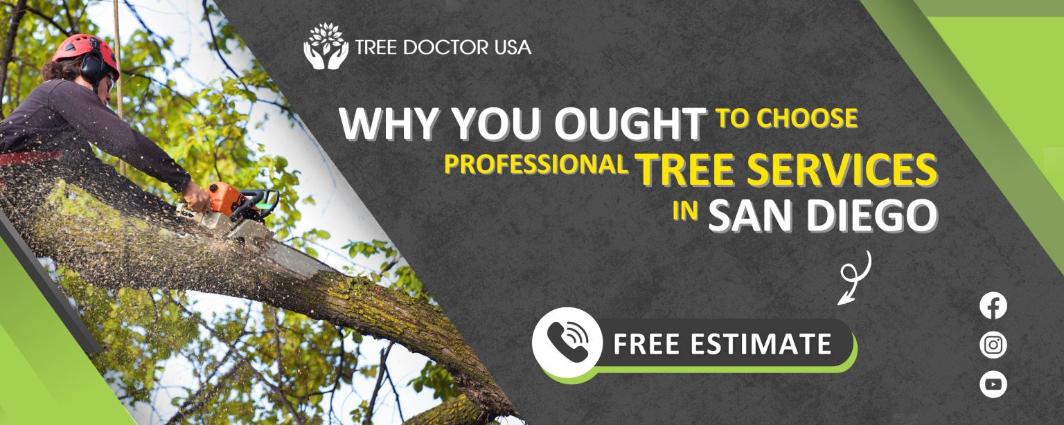 Why You Ought to Choose Professional Tree Services in San Diego