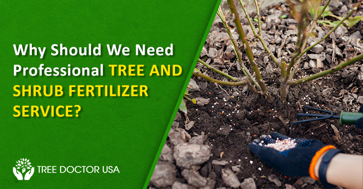 tree and shrub fertilizer service