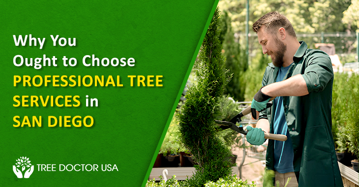 tree services in San Diego