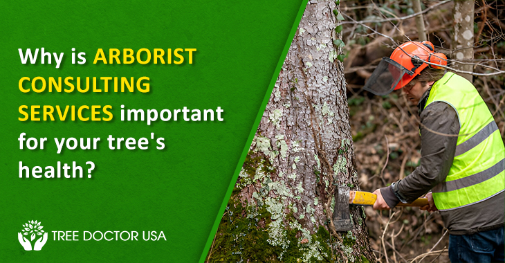 Arborist consulting services