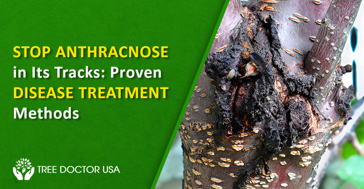 Anthracnose Disease Treatment