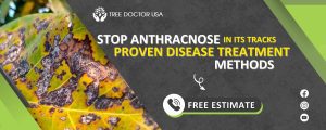 Anthracnose Disease Treatment