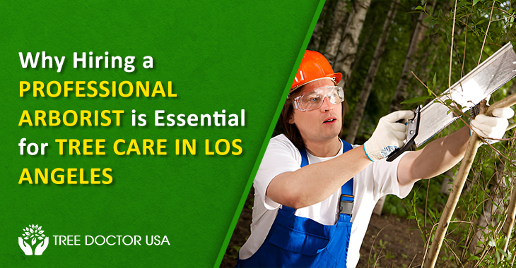 tree care in Los Angeles