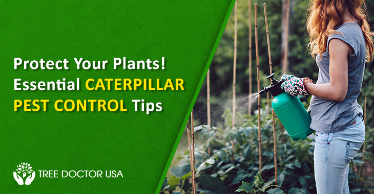 caterpillar pest control