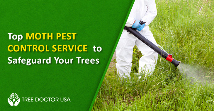 Moth Pest Control Service