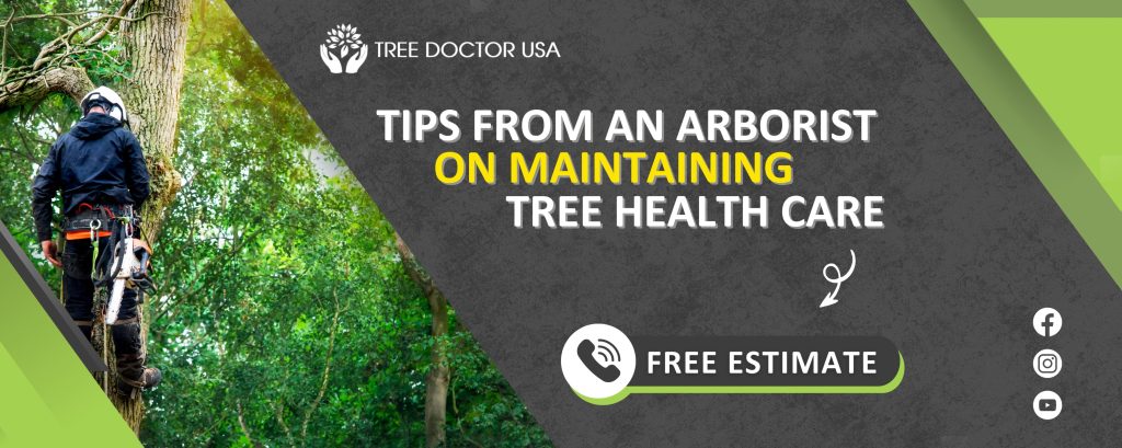 Tips from an Arborist on Maintaining Tree Health Care