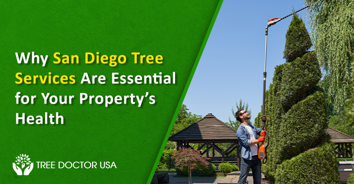 Tree Services In San Diego