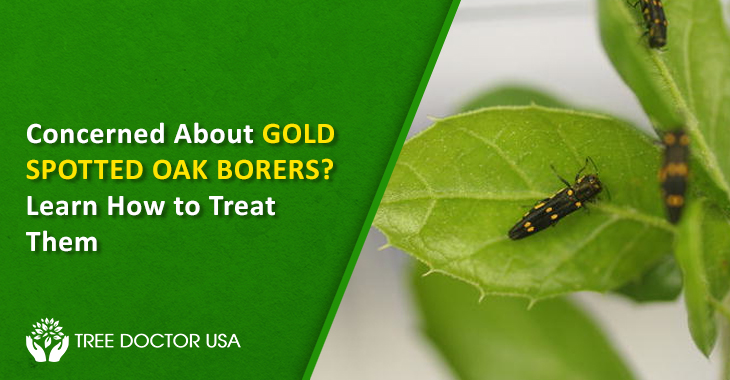 Gold Spotted Oak Borer treatment