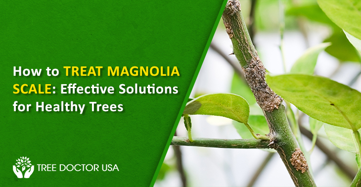 Magnolia Scale Treatment