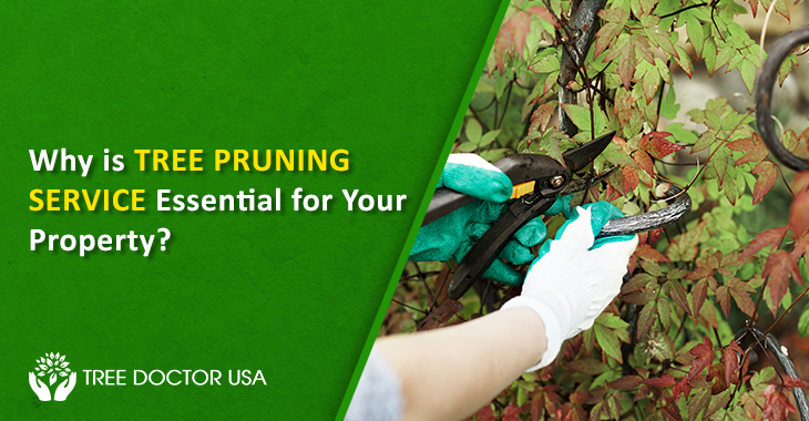 Tree Pruning Service