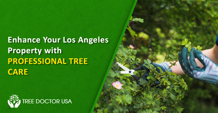 Tree Care Los Angeles