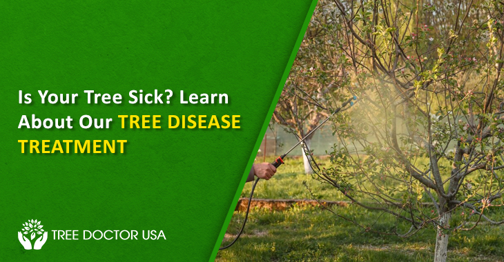 Tree Disease Treatment