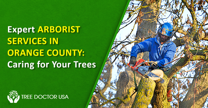 Expert Arborist Services in Orange County: Caring for Your Trees