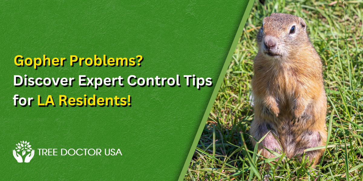 Effective Gopher Control Tips for Los Angeles Residents