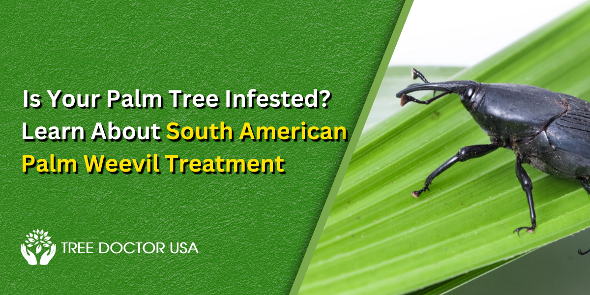 Is Your Palm Tree Infested? Learn About South American Palm Weevil Treatment