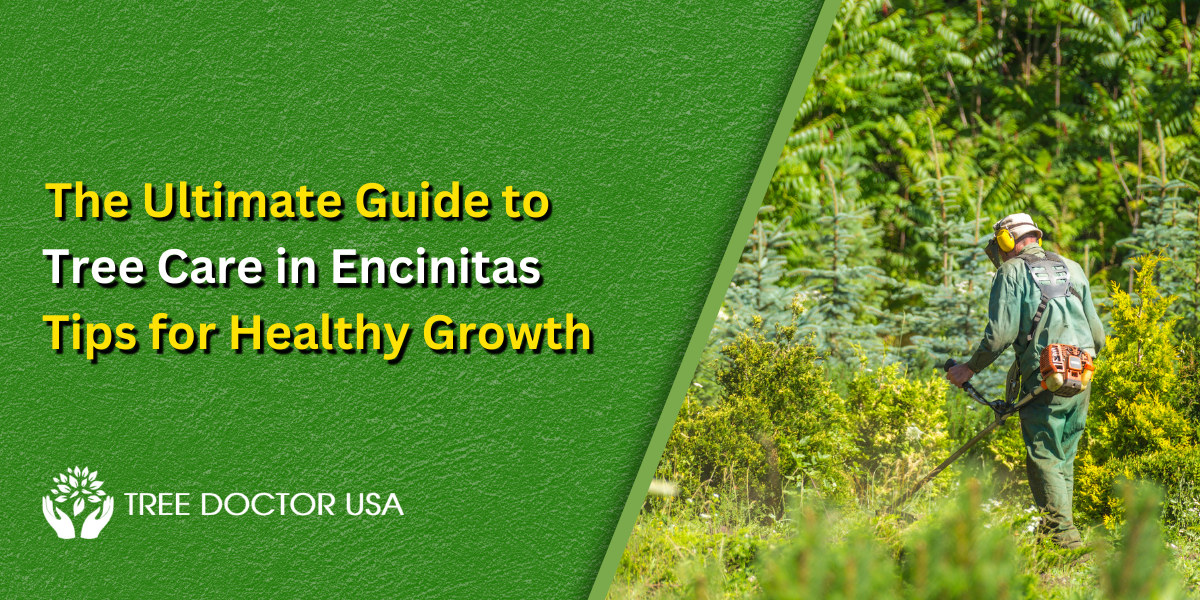 The Ultimate Guide to Tree Care in Encinitas: Tips for Healthy Growth