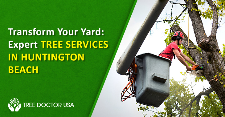 Transform Your Yard: Expert Tree Services in Huntington Beach