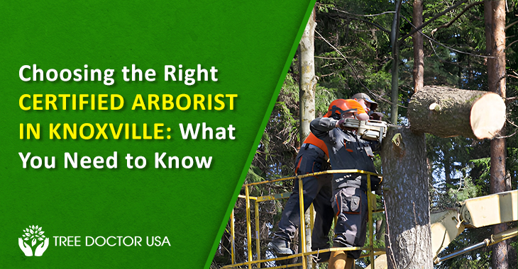 Certified Arborist Knoxville Tn