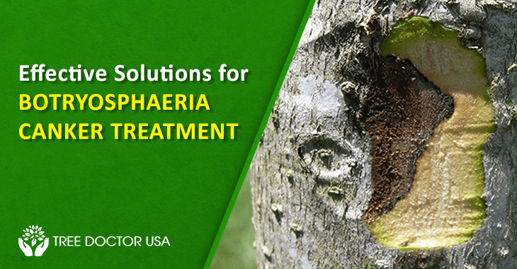 Botryosphaeria Canker Treatment