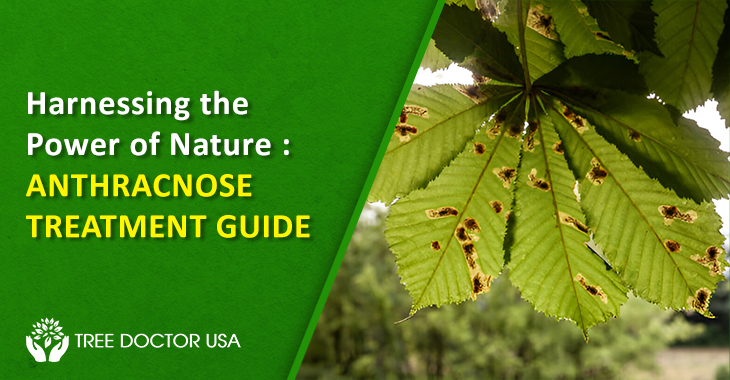 Natural Treatment For Anthracnose