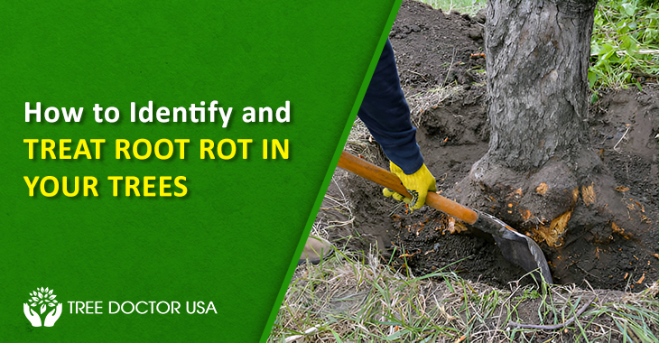 Root Rot Treatment For Trees