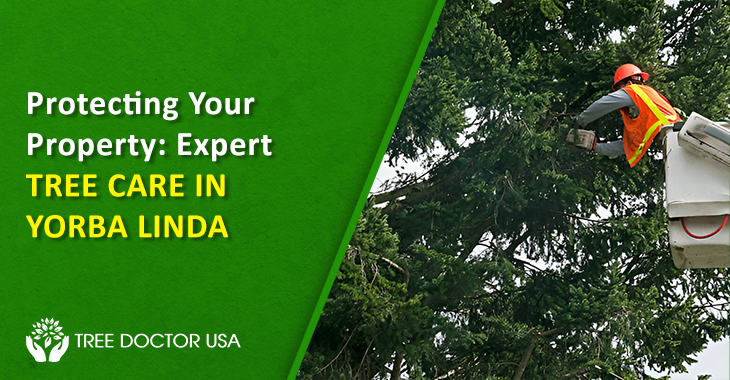 Tree Service Yorba Linda