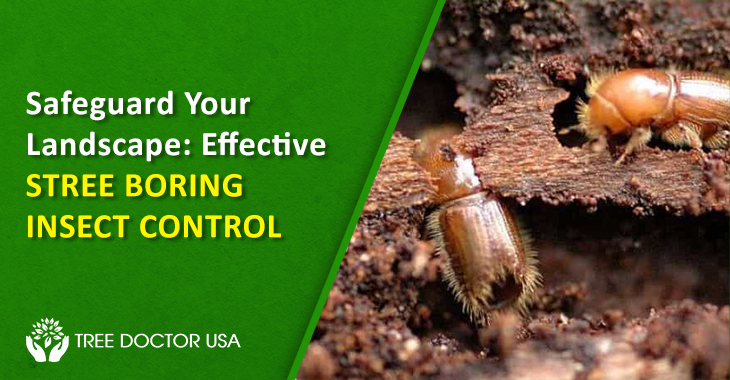 Tree Boring Insect Control